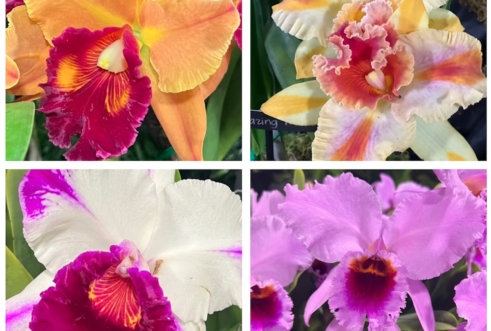 “With Orchids, It’s All About the Lips,” says Flower Power Daily’s Jill Brooke